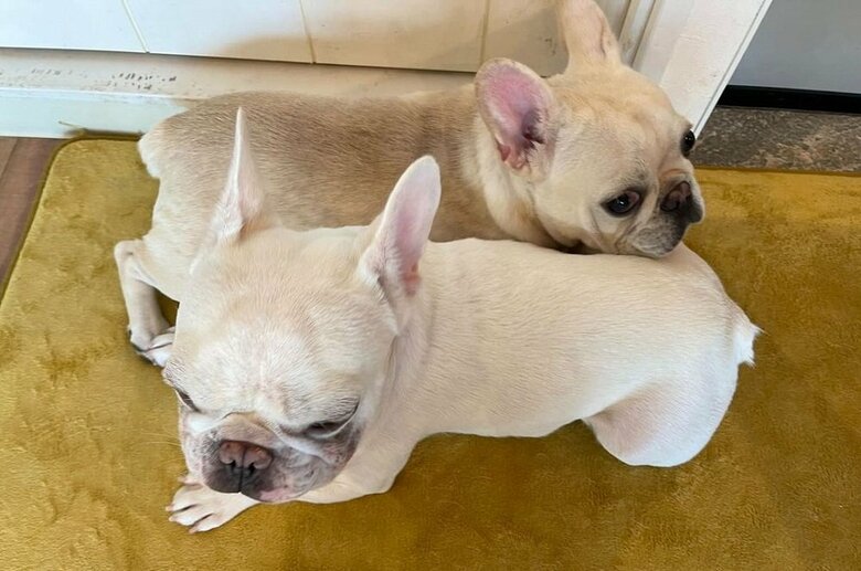 手前：まるおくん　奥：はるくん