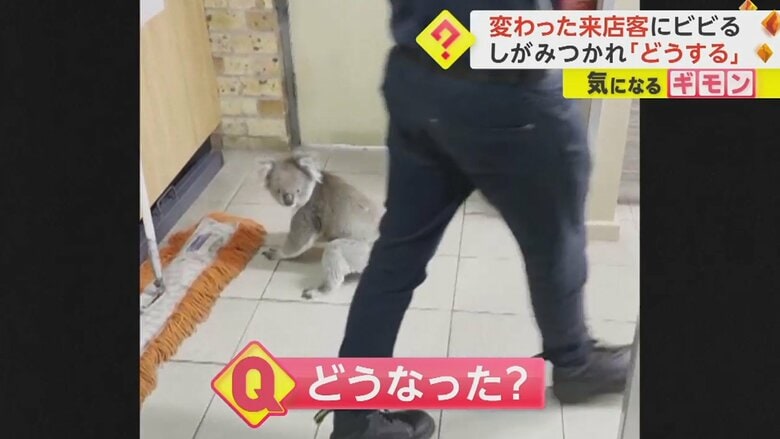 店員の脚から離れようとしなかったコアラ　しばらく店に滞在