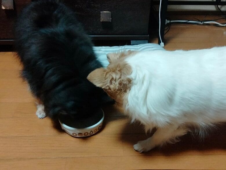 ヲトコちゃんのご飯を狙っている…