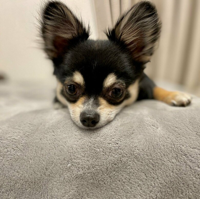 提供：チワワのごまじろーさん