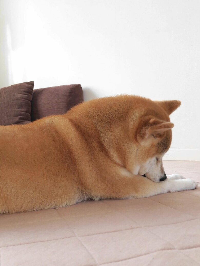 走り回って水皿ひっくり返した後、数秒でレベルの高い寝たふりを披露（提供：柴犬ももさん）