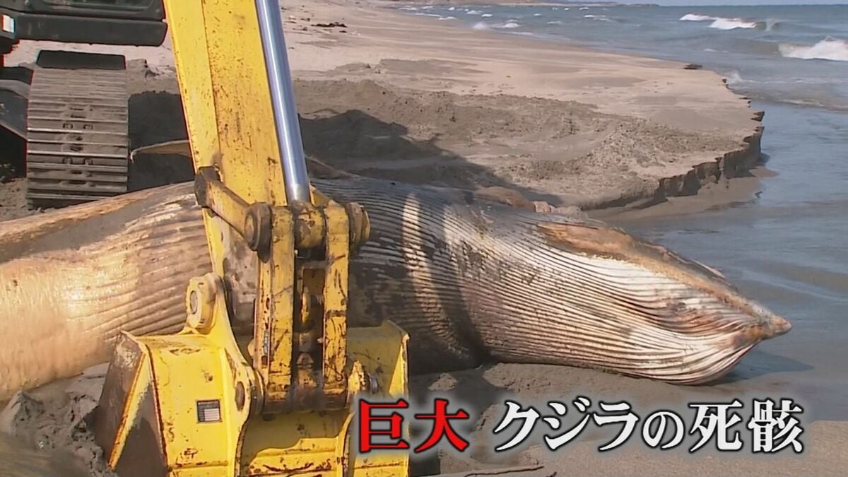 偶然の漂着が生んだ貴重な出会い…クジラを解体し骨格標本化 海の神秘を