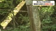 国立公園内の涼スポット「木谷沢渓流」で樹皮が剥がされる　漢方にも使用「キハダ」狙う（鳥取・江府町）