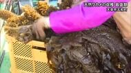 天然ワカメの収穫が天草市で最盛期【熊本】