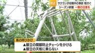 収穫終盤で疲れも…サクランボ畑で脚立からの転落事故相次ぐ　80歳・58歳男性大けが　山形・寒河江市
