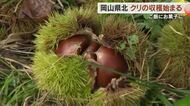夏の猛暑に耐え大粒の実に成長…「秋の味覚」クリの収穫と出荷が岡山県北で始まる【岡山・勝央町】