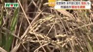 「水分ない状態だから収量がない」農地の水不足に加え塩害も　佐世保市議会の経済産業委員会が田んぼなどを視察