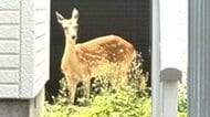 【札幌中心部にシカ居座る】「吹き矢」で捕獲を試みるも…興奮して塀を乗り越え逃走_警察官が追いかけるも住宅街を逃げ回る！体長1メートルのメスジカ…札幌市と警察が「見守り」続ける〈札幌市中央区〉