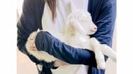“子ヤギ抱っこ”で寝かしつけたら入場料が無料! 癒されるチャレンジに大反響…成功率を牧場に聞いた