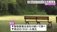 “頭だけ”の状態で複数の傷…公園で切断されたウサギの死骸見つかる 先週は400m程先の公園等に子ネコ等の死骸