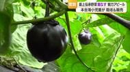 2026年度で閉校・本合海小の児童が伝承野菜「畑なす」を栽培し販売　山形・新庄市