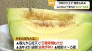 糖度14～15度・濃厚な甘みで大きく出来が良い　芳醇な香り漂う夏の味覚「庄内メロン」初出荷　山形