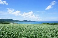沖縄　やっと梅雨明け　2025年より22日遅い　那覇市の梅雨期間の降水量は平年約1.7倍　気象庁