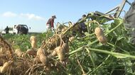 鈴なりになった落花生 収穫ピークに! 豊後高田市・大分