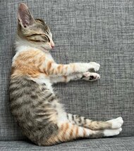 子猫の寝相が見事に「ヒ」の形に!? この姿勢でずっと爆睡していたのか飼い主に聞いた