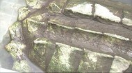 仰天! 大川市の川で釣れたのは… ゴツゴツとした「特定動物」 不法飼育で捨てられたか 福岡県