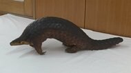 センザンコウのはく製譲渡 書類送検 種の保存法違反の疑い