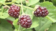 ブラックベリーを町の特産品に バングラ出身のカリムさん2年目の挑戦【岡山・矢掛町】
