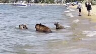 湖で水遊び 子グマが大はしゃぎ アメリカ・カリフォルニア州
