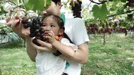 親子連れがブドウ狩り楽しむ 泰澄の杜ぶどう園【福井・越前町】