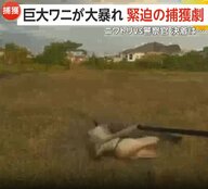 「棒が折れちまった」大暴れする巨大ワニを警察官が捕獲に大苦戦　住宅街では“おとなしい”ニワトリ無事確保…実は9歳女の子のペット　アメリカ