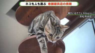 ニャンとも楽しいオーダーメイドのキャットタワー!新商品のこだわりは“木”にあった