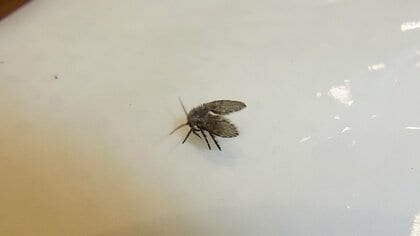 「チョウバエ」を1匹でも見つけたら要注意！3週間で100匹以上の繁殖力…発生場所と対策を害虫駆除のプロが解説