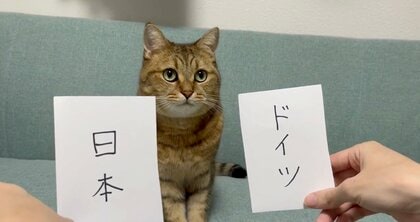 「猫界隈ではこういった予想」サッカーW杯のドイツ戦“日本の快挙”を見事的中した猫が話題…実はスコアも的中!?