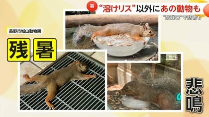 今年の夏の風物詩“溶けリス”　氷の上に“ペターン”とおなかくっつける姿が話題に　“酷残暑”でモルモットも悲鳴　長野市・城山動物園