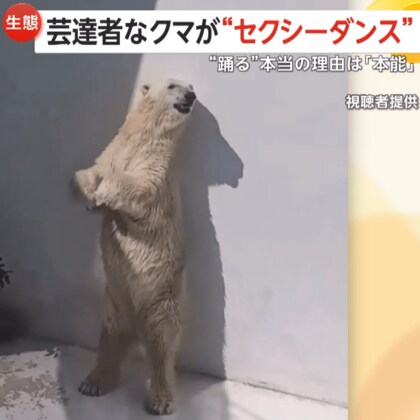 芸達者なホッキョクグマが“セクシーダンス”？腰をフリフリ…理由は「かゆい」か「マーキング」　熊本市動植物園