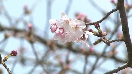 【速報】鳥取市でソメイヨシノ開花　予想最高気温が5月上旬並みの陽気に　花見シーズン到来