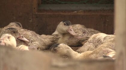 【2週連続でクマ被害】ニワトリ23羽の次は「食用カモ23羽」死骸…幅約16センチのクマの足跡も前週とは「別の個体」か…近くに複数のクマが潜む可能性も 〈北海道岩見沢市〉