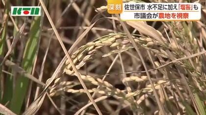 「水分ない状態だから収量がない」農地の水不足に加え塩害も　佐世保市議会の経済産業委員会が田んぼなどを視察