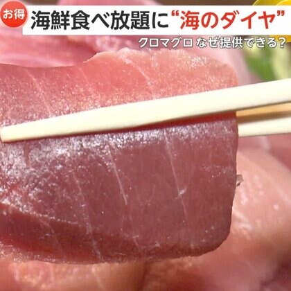 「お客さんはラッキー」“海のダイヤ”クロマグロの卸売価格が3割安？食べ放題ランチにも登場「黒潮大蛇行」収束の兆しで漁獲量は変わるのか？
