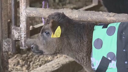 子牛に“コート”で「おなかを壊すことが減った」と牧場担当者　寒さに弱く死んでしまうことも…体温逃さず暖房費も軽減