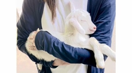 “子ヤギ抱っこ”で寝かしつけたら入場料が無料! 癒されるチャレンジに大反響…成功率を牧場に聞いた