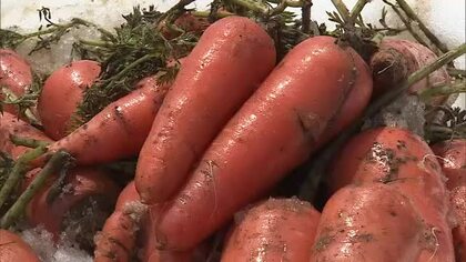 積雪は約1メートル！掘って、掘って　雪下にんじんの収穫競争！　優勝チームは20分間に164本！【新潟・津南町】　