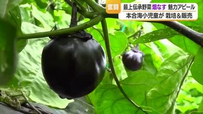 2026年度で閉校・本合海小の児童が伝承野菜「畑なす」を栽培し販売　山形・新庄市