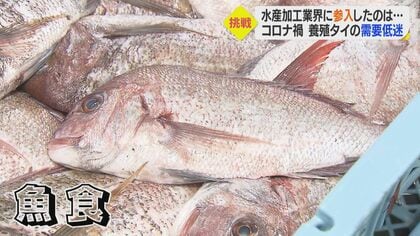 「もったいない」タイの6割は食べられない部位…農産加工技術で新商品開発＆食品ロス解消も【愛媛発】