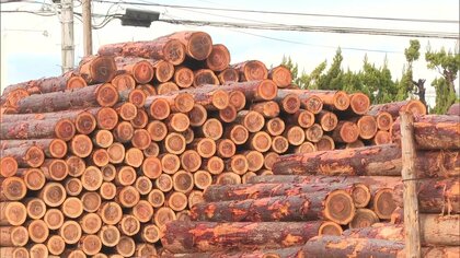 スギ丸太の生産量、宮崎が31年連続日本一に　輸入価格上昇で国産材の需要高まる