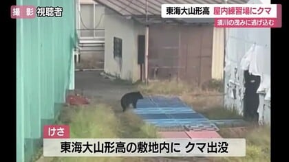 室内練習場で遊ぶクマ！　東海大山形高に出没・外での授業中止…須川のやぶに逃げ込む　山形・山形市