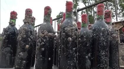 水深約１０メートルで半年間熟成…ワインの味わいは？小豆島の海底に沈めたワインの引き揚げ作業【香川】