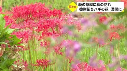 100万本の彼岸花が満開に　紫や白のハギの花とともに“秋”の訪れ告げる【宮崎発】