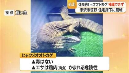 体長約1メートルの「ヒャクメオオトカゲ」まだ捕獲できず　住宅の下に箱わな仕掛け待つ　山形・米沢市