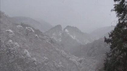 トキは恋の季節！？新潟・佐渡市に広がる“春の息吹” 豊作祈る繭玉飾り フキノトウ発見に喜びも