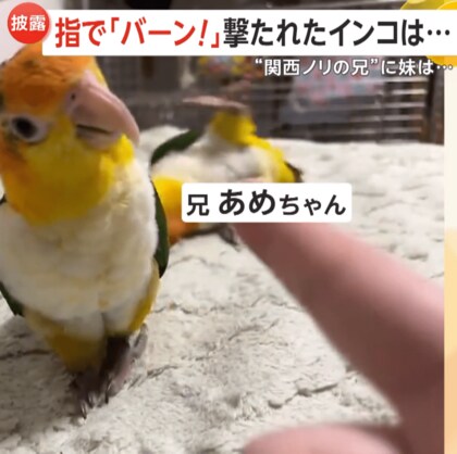 “関西ノリ”する芸達者インコ登場！指で「バーン！」撃たれ…「やられたー」とゴロン　3日で習得した完璧リアクションで770万回再生