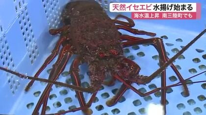 南三陸町で天然イセエビの水揚げ　海水温上昇で三陸沿岸でも取れるように　最高値６０００円で取引〈宮城〉