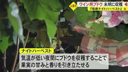 菊鹿ナイト・ハーベスト酒造野 2020 菊川農園　1本 菊鹿ナイト・ハーベスト酒造野 2020 菊川農園 1本 【公式通販】