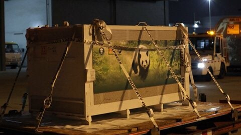 中国のジャイアントパンダ2頭がアメリカへ出発　習主席「米中両国民の友情の使者」　“パンダ外交”日本は1月に全頭返還