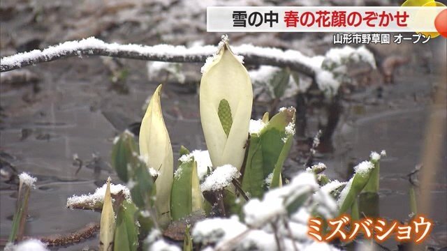 野草園のシンボルでもあるミズバショウ。園内ではミズバショウとザゼンソウの群生を見ることができる